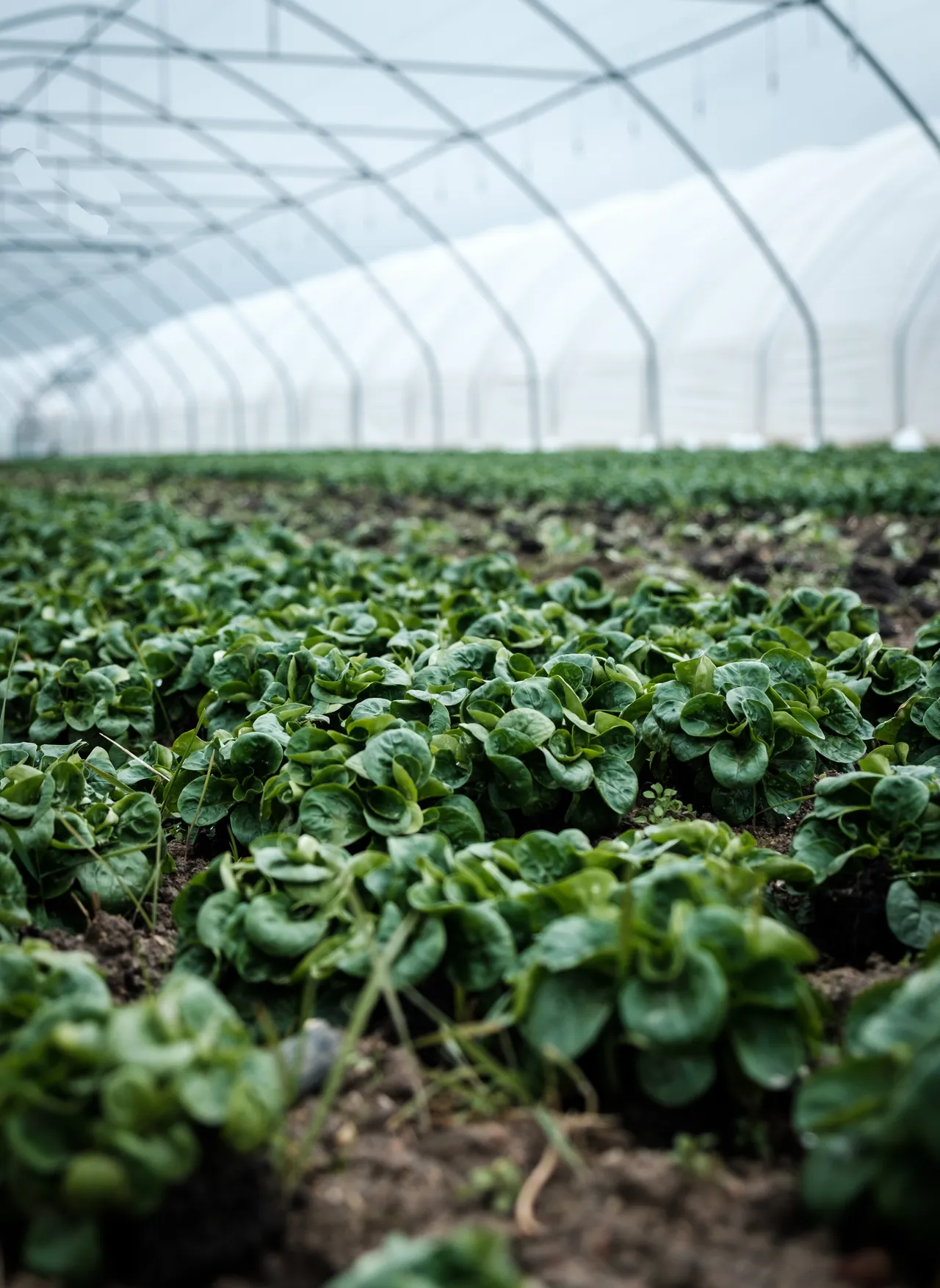 Montagswiki - Was versteht man unter digital farming?